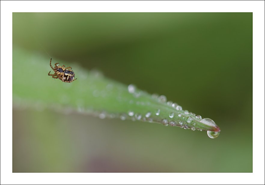 Spiderdrops