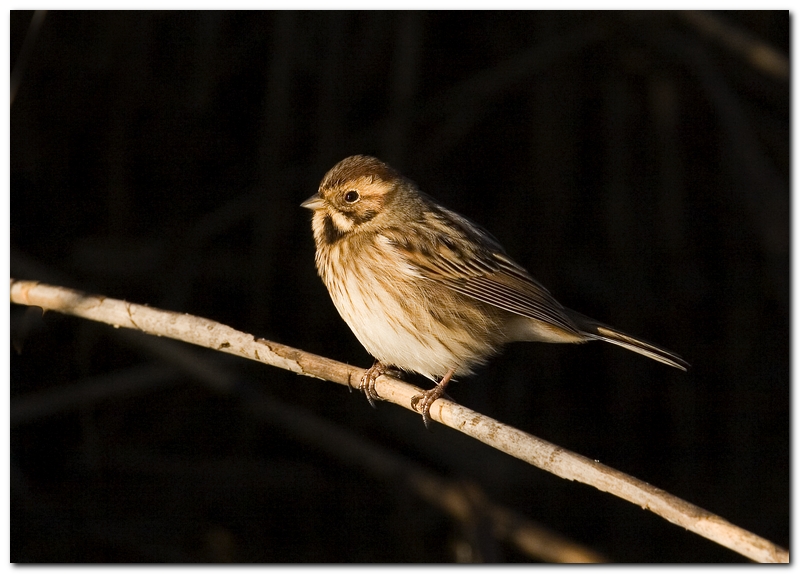 Zigolo o Migliarino?