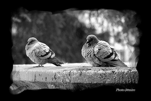 ::Piccioni Infreddoliti::