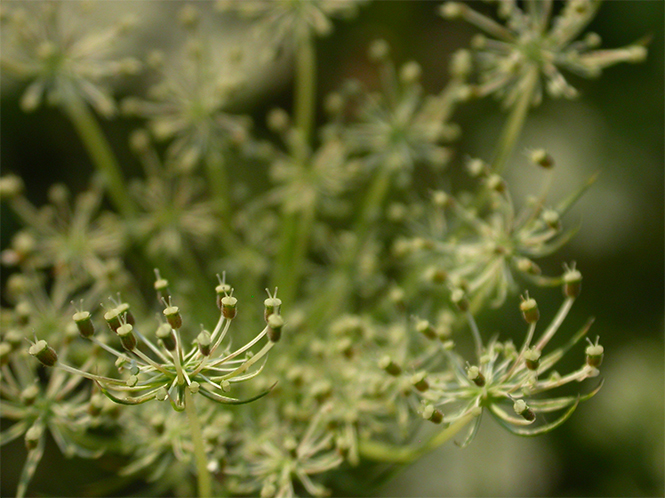 cos� lontano, cos� vicino