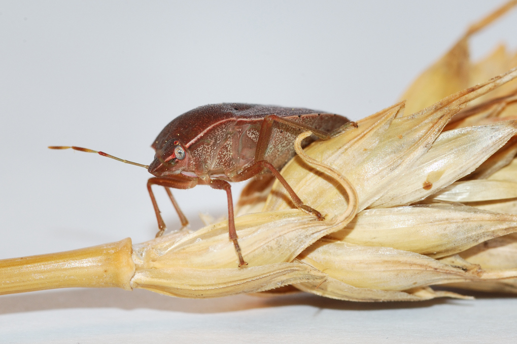 Cimice Sulla Spiga