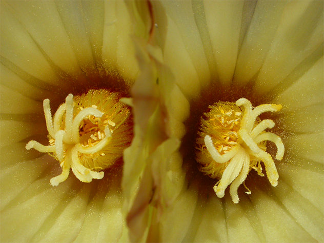 twin flowers