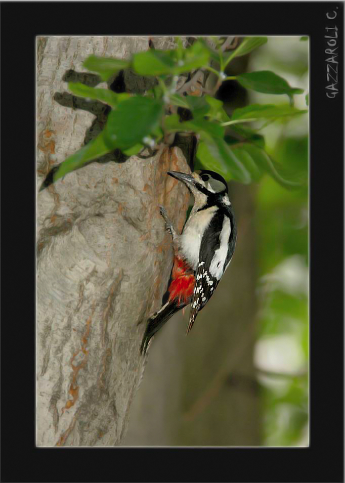 Picchio rosso maggiore