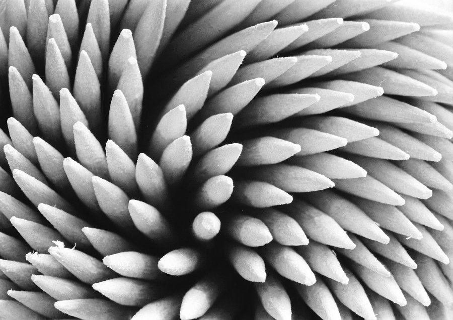 Close-up...stuzzicante!