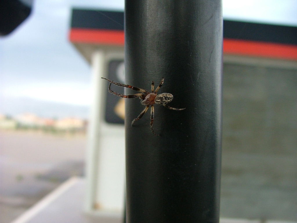 Che bel ragnone..stava solo soletto al distributore di benzina