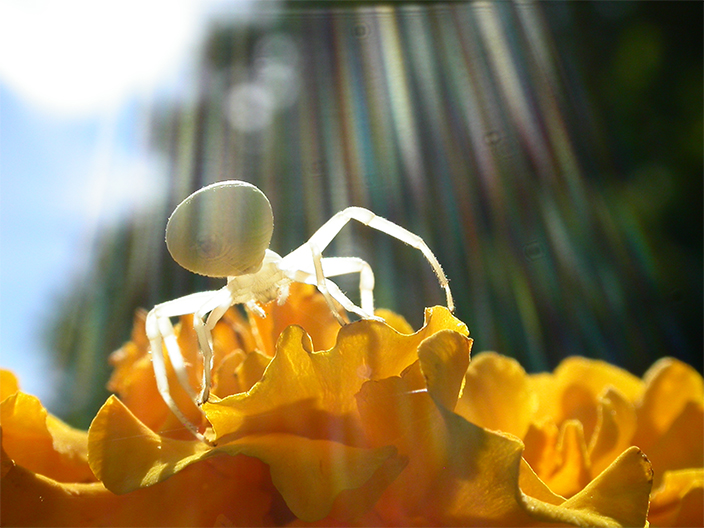 dancing in the light