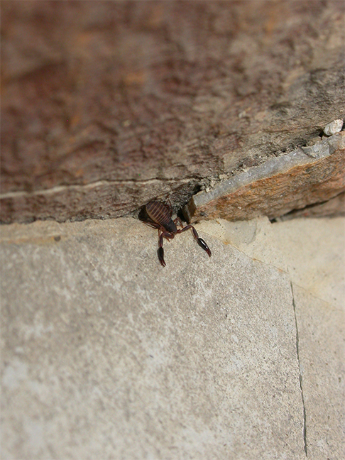 4 millimetri mostruosi