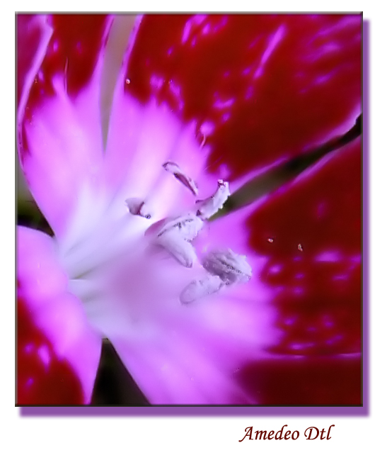 violetta