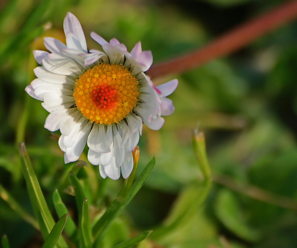 tohh... una punta di rosso!!!