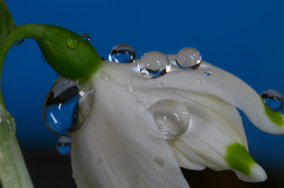 Albert e Squarta a Voi..