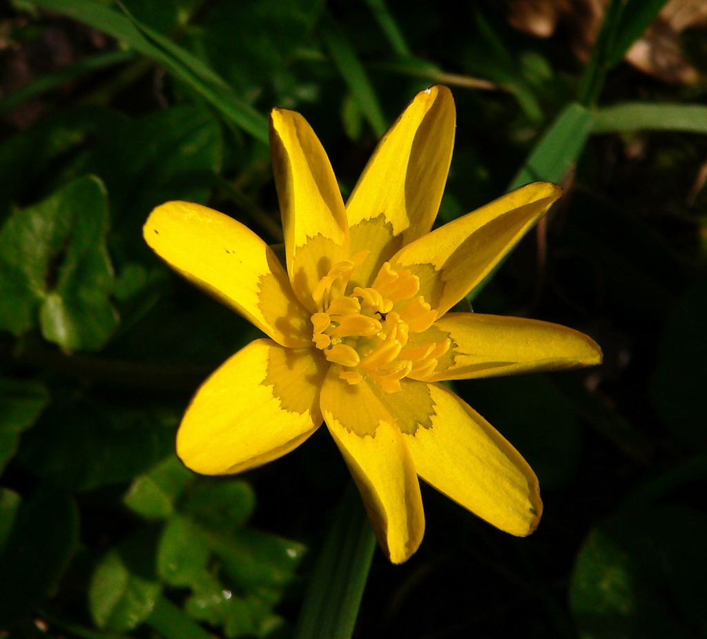 Fiore giallo