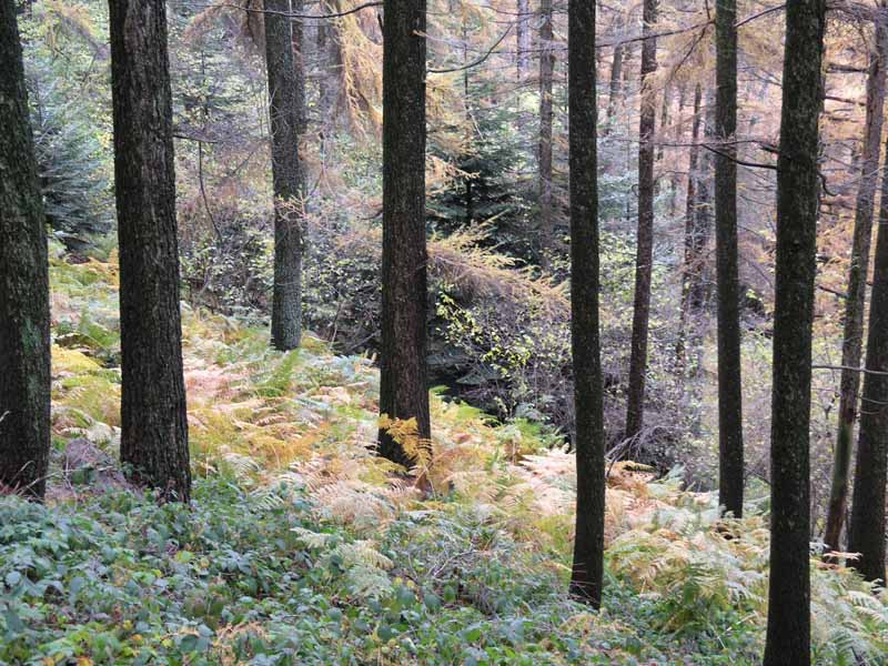 sottobosco di lariceto
