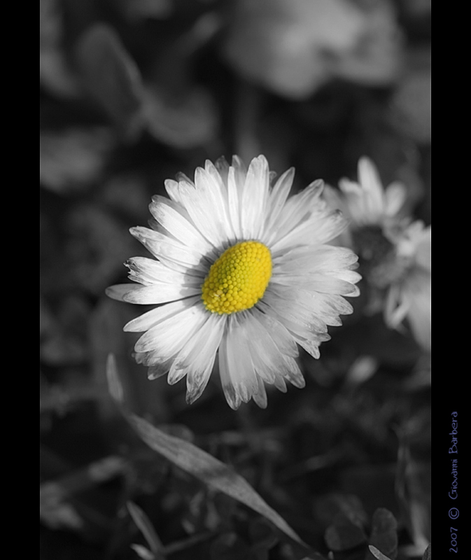 Preludio di Primavera...