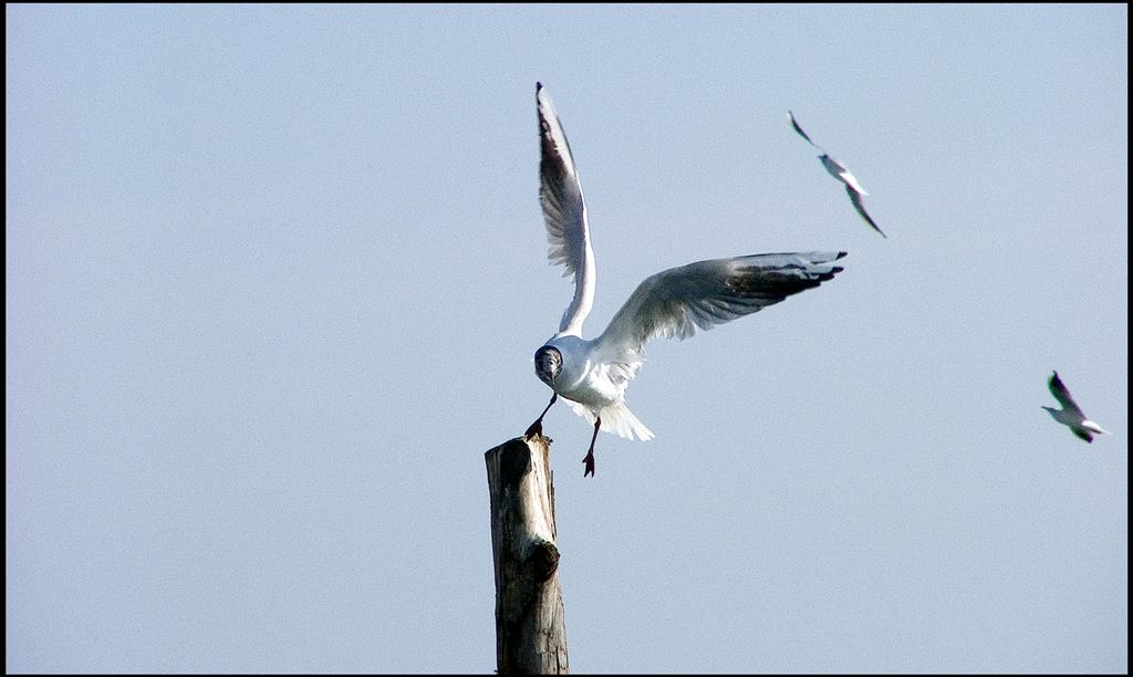 e io spicco il volo... Venezia febbraio 2007