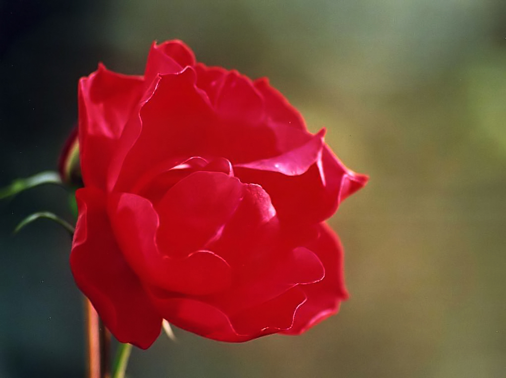 SEMPLICEMENTE ROSSA...