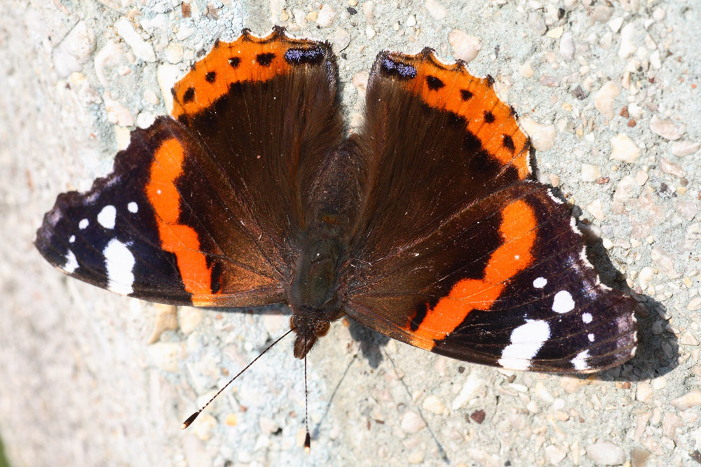 Vanessa Atalanta