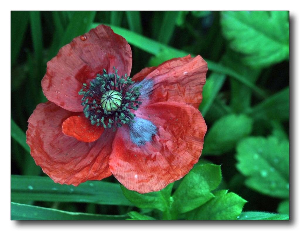 Sinfonia in rosso...