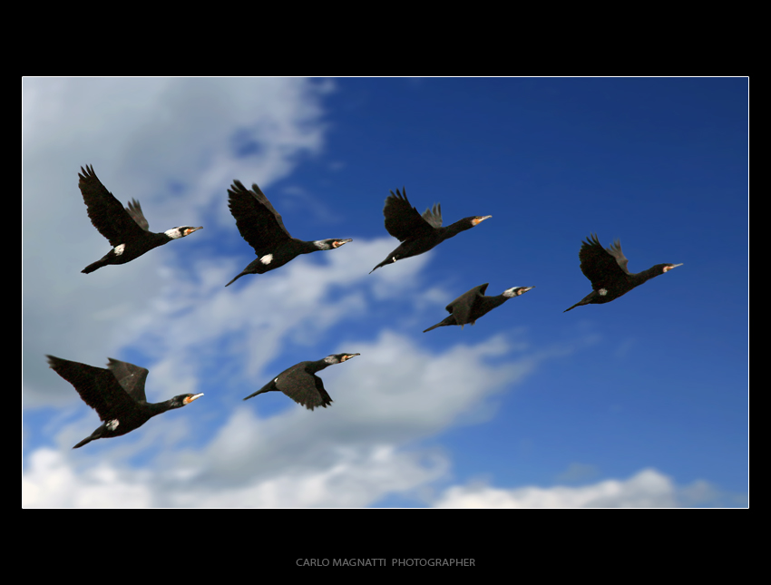 Gabbiani di Carnevale