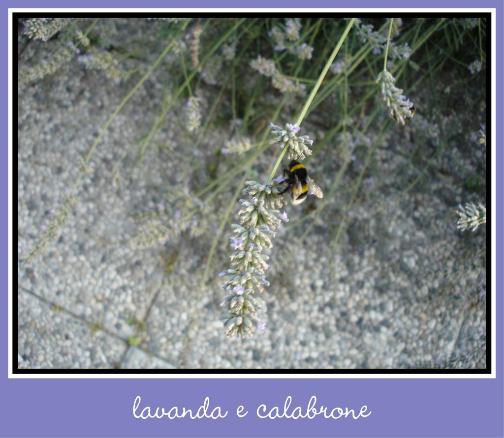lavanda e calabrone