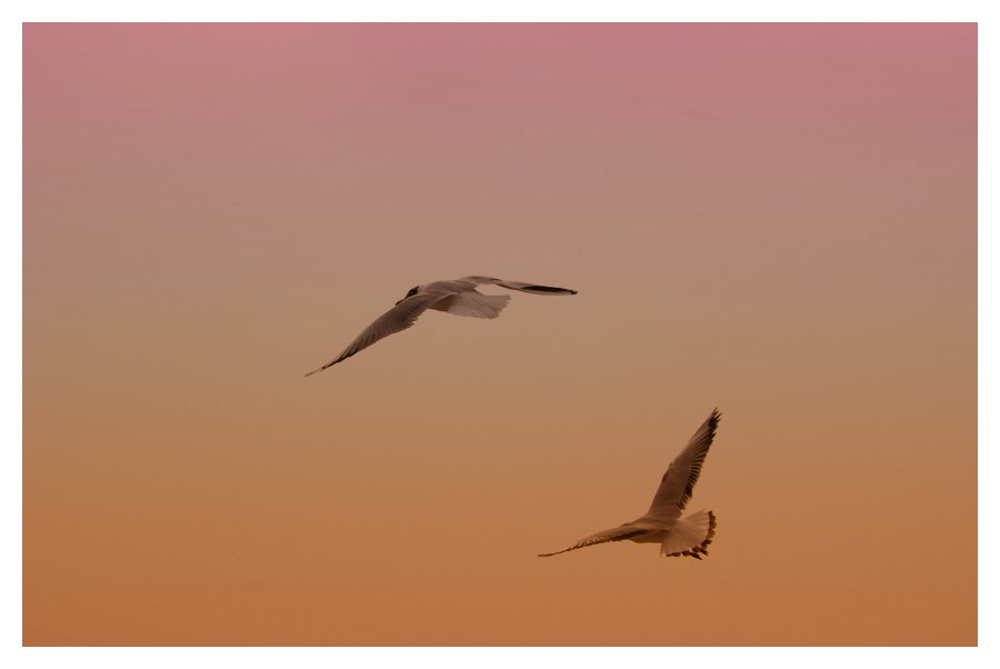 due gabbiani volano a sud!