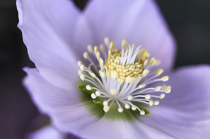 gironzolando in giardino