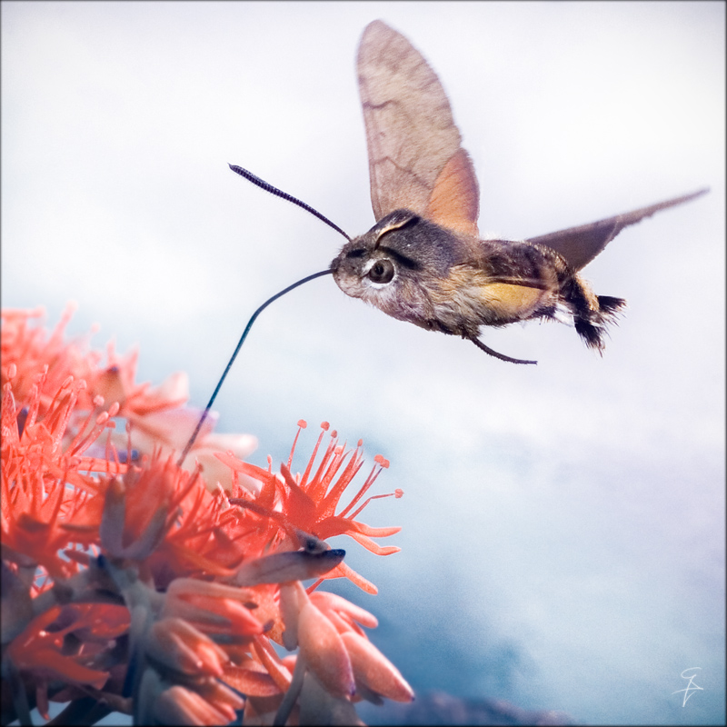 Hummingbird hawk moth
