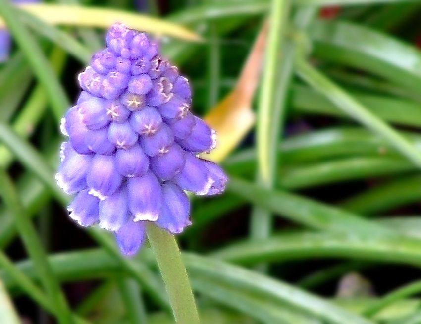 Muscari