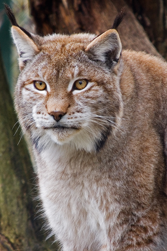 Lince