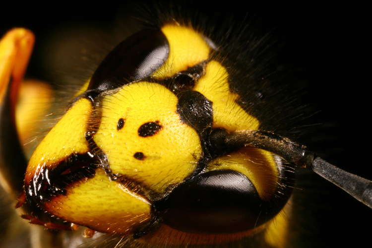 Profilo.... cuc�...