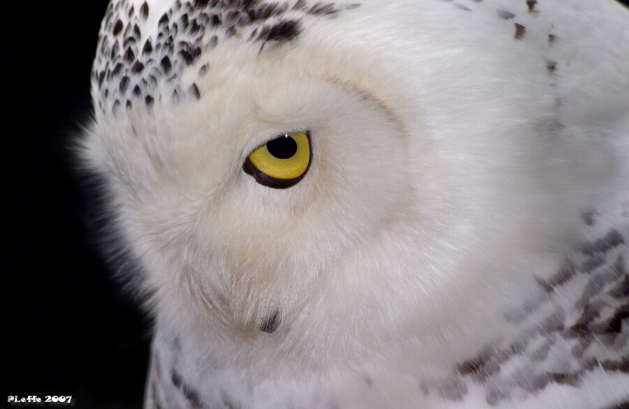 L' occhio della Civetta