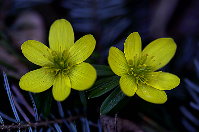 colore di primavera