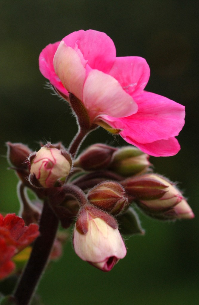 Prima-vera '07