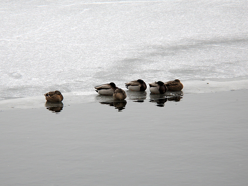 perche' non siamo migrate al sud come gli altri?