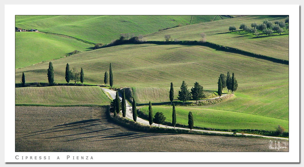 Cipressi a Pienza