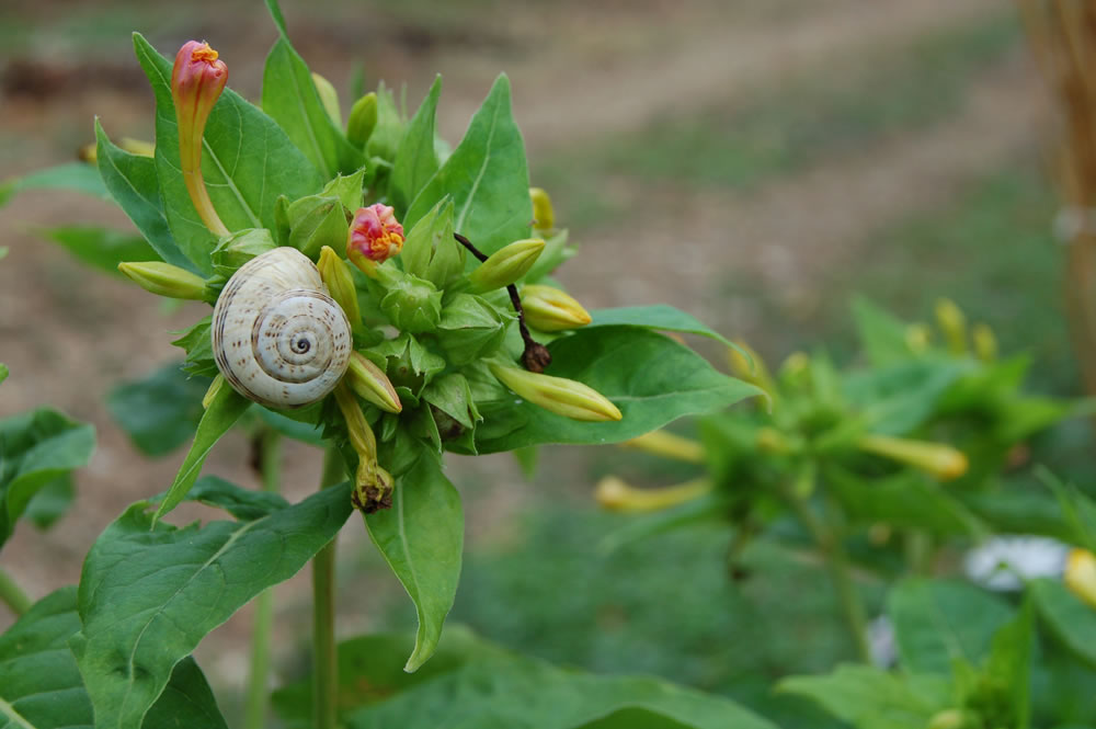 Escargot after the rain