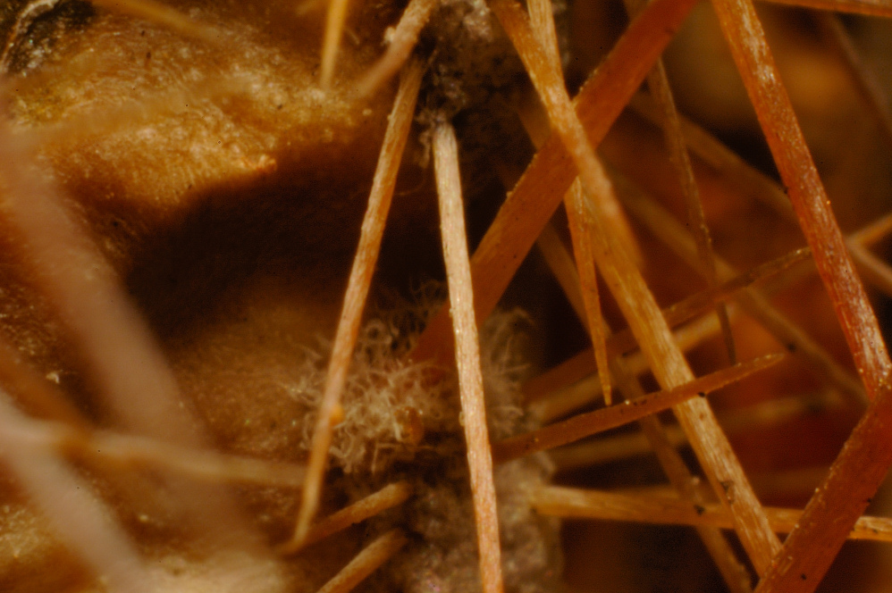 Pianta Grassa (Spine)