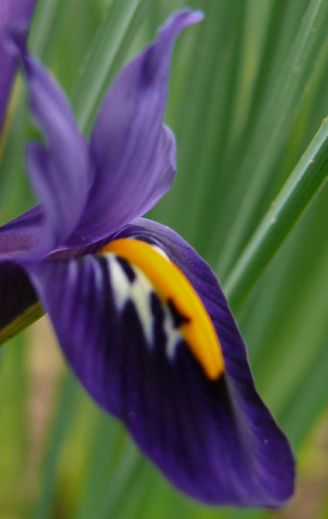 iris reticulata 2