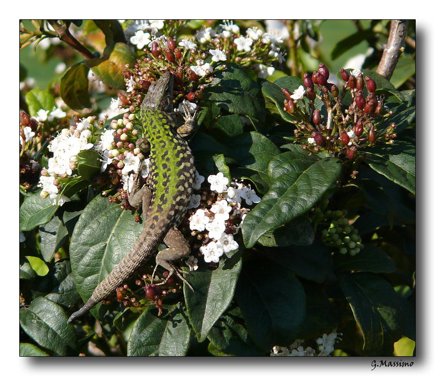 in agguato sui fiori