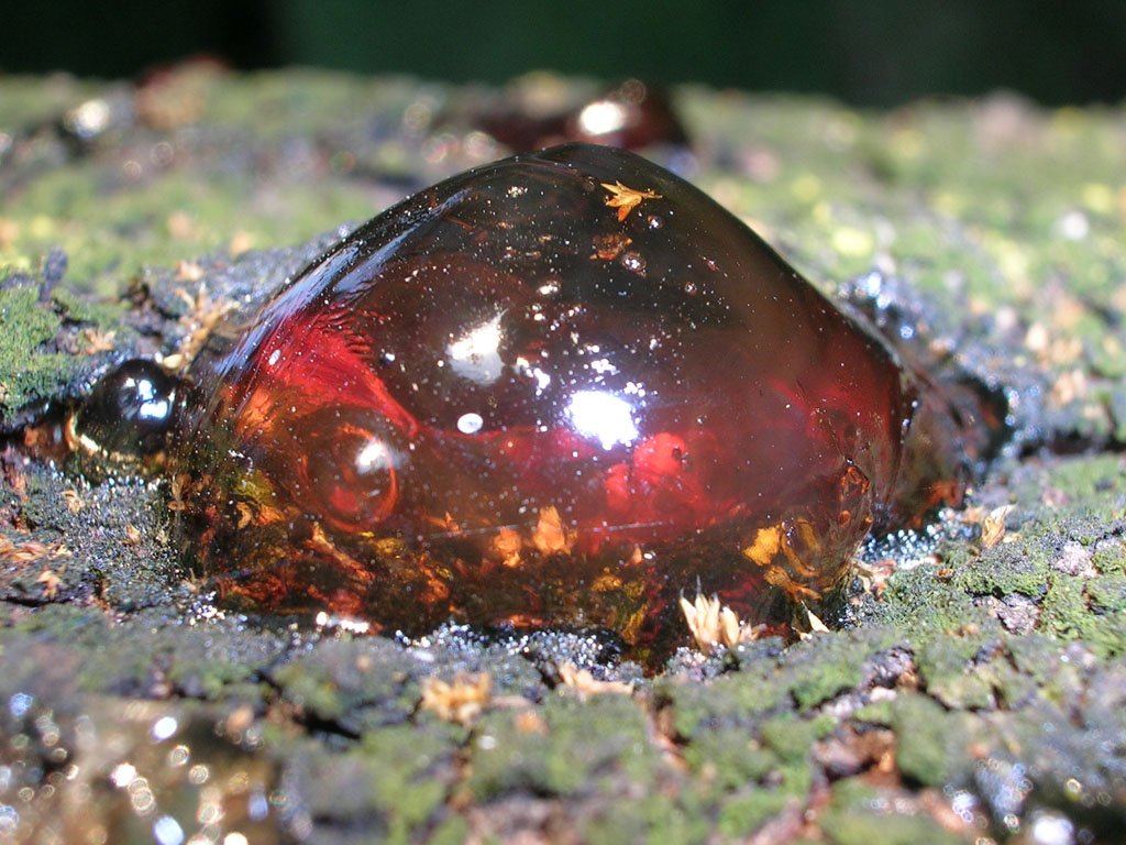 ambra giovane