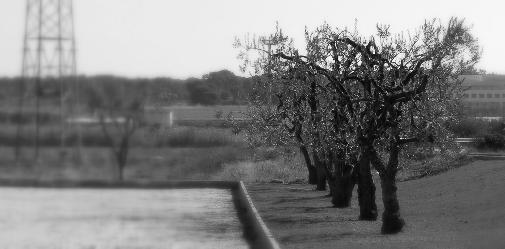 Albero di Ulivo