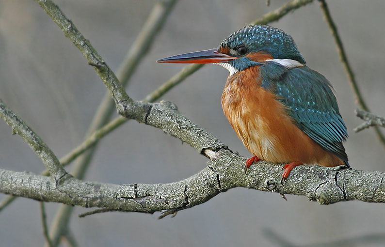 Renzo- Femmina di M...............