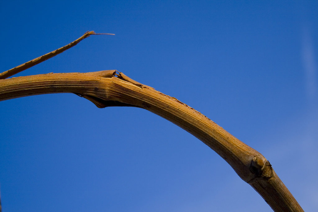 Menisco,rotula e legamenti...