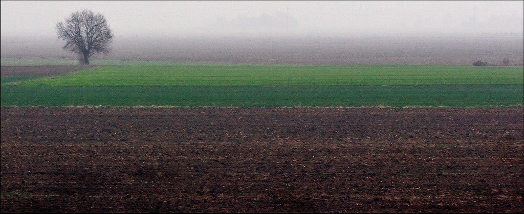 Un albero...semplicemente