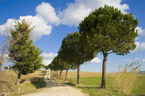 Profili di "Marca" 1