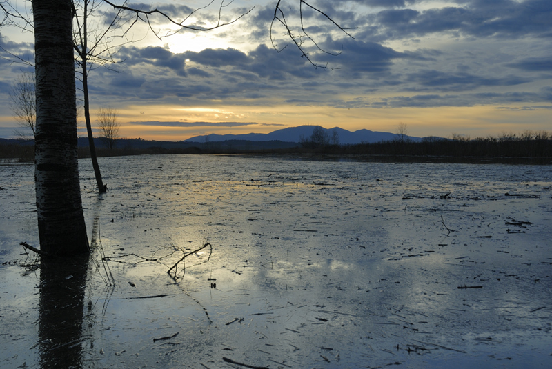 padule di Fucecchio bis