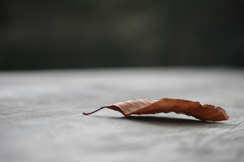 ultime foglie d'autunno