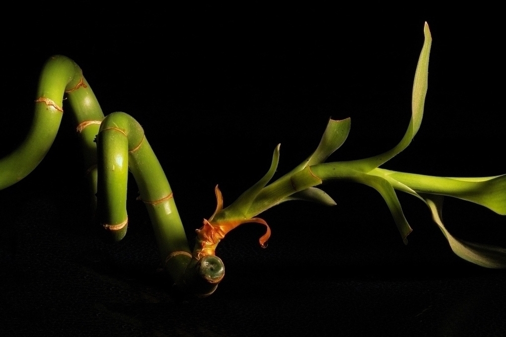 Bamb� (Light Painting)