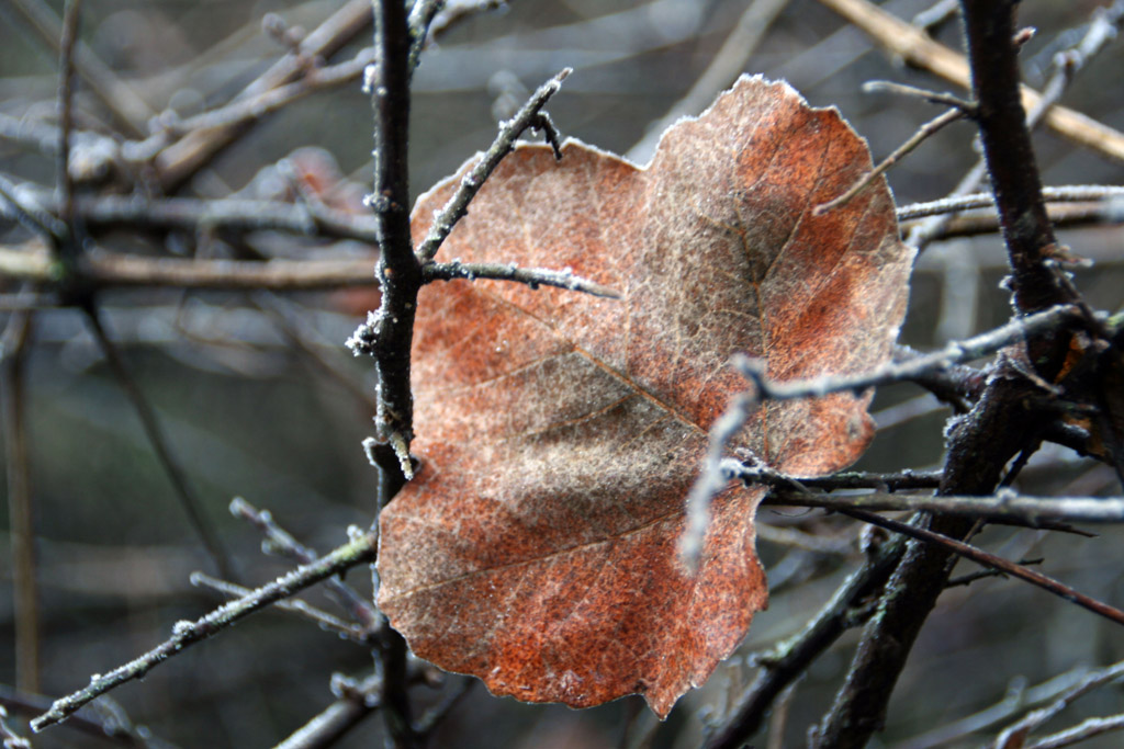 autunno prigioniero dell'inverno