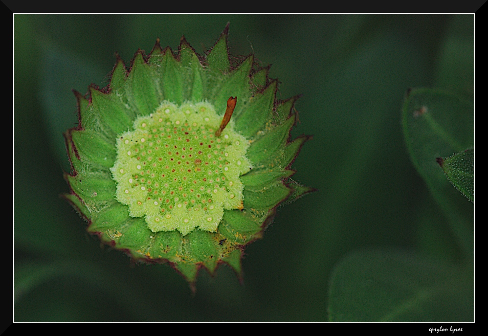 Green star
