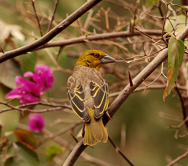 Un passerif�rme del Senegal